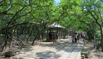 Kinh nghiệm khám phá đảo khỉ Cần Giờ mới nhất 2022