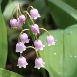 Hoa loa kèn tím còn mang đến một sắc thái đẹp độc đáo, một cảnh tượng không thể cưỡng lại.