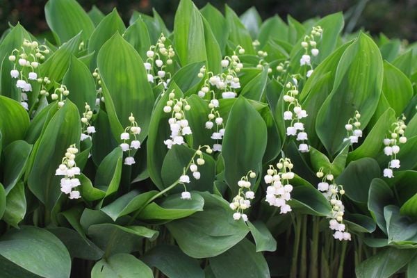 Tại sao hoa linh lan được coi là biểu tượng của hạnh phúc?
